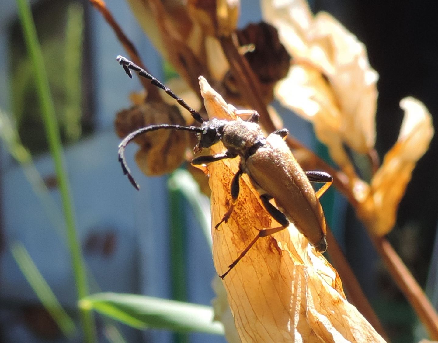 Stictoleptura rubra?  S !