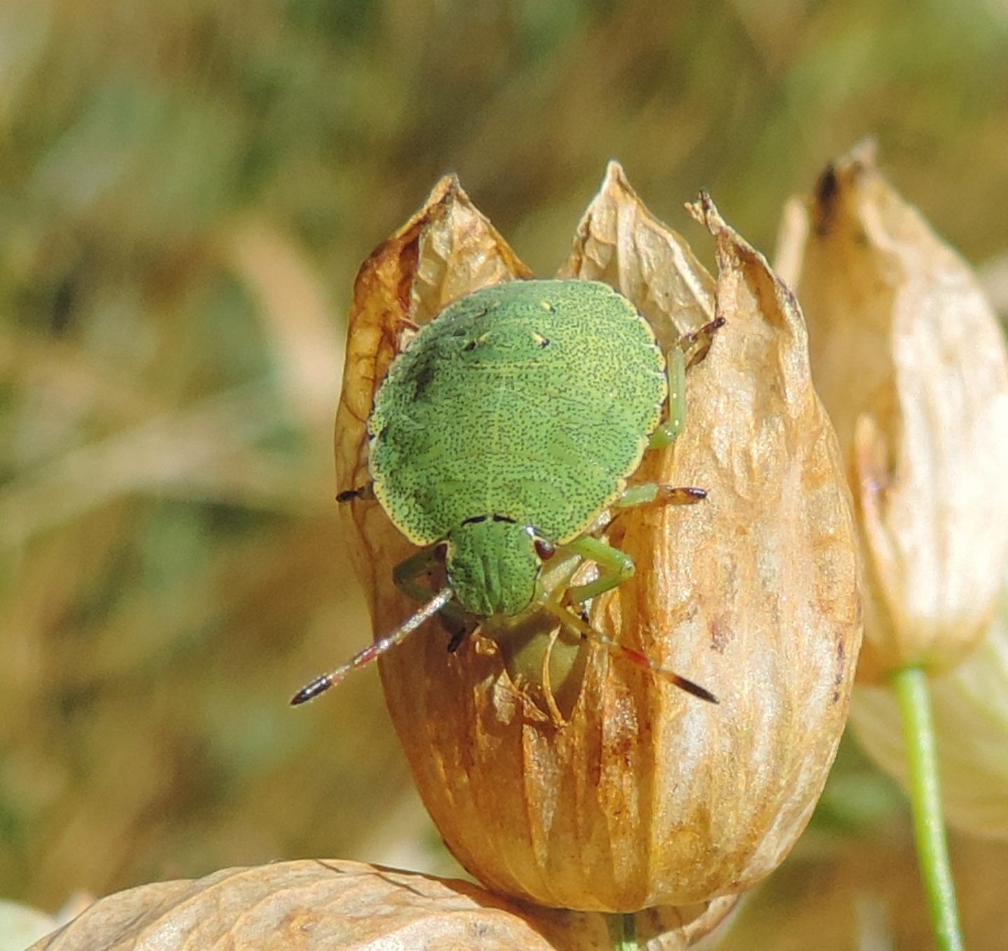 Pentatomidae: neanide di Palomena sp.