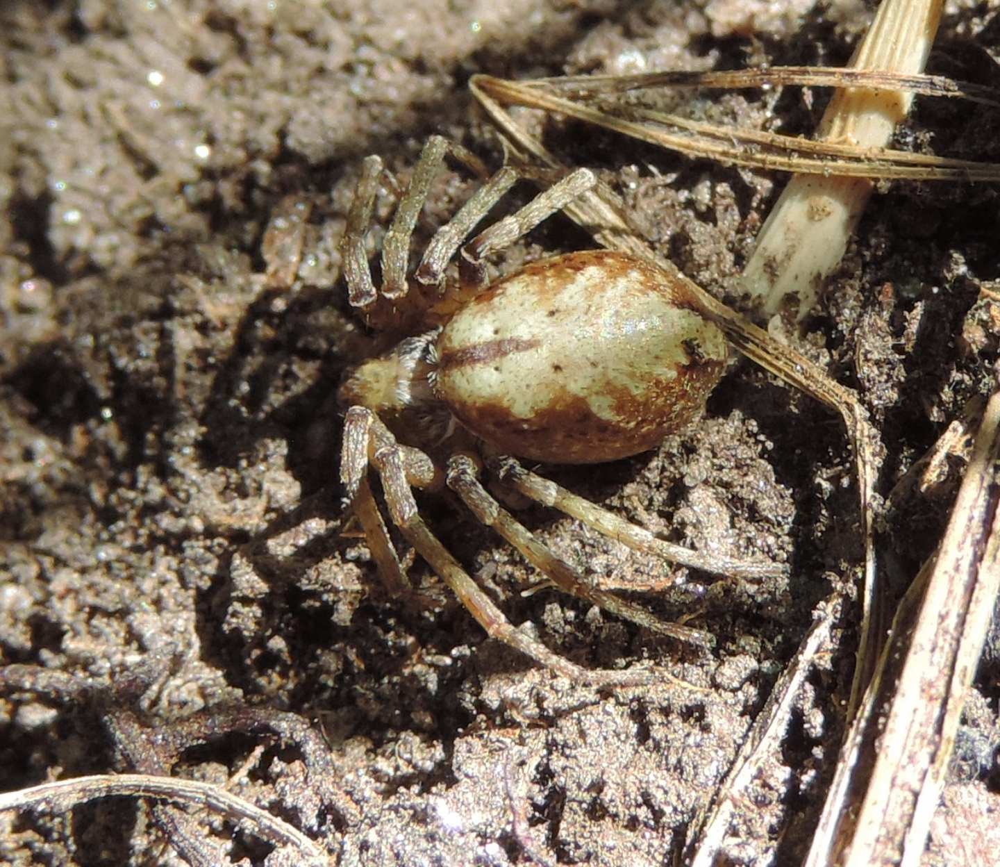 Ragno predato: Philodromus sp. - Salbertrand (TO)