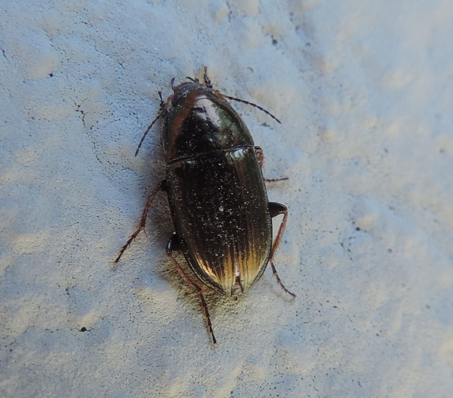 Amara? S, Amara aenea