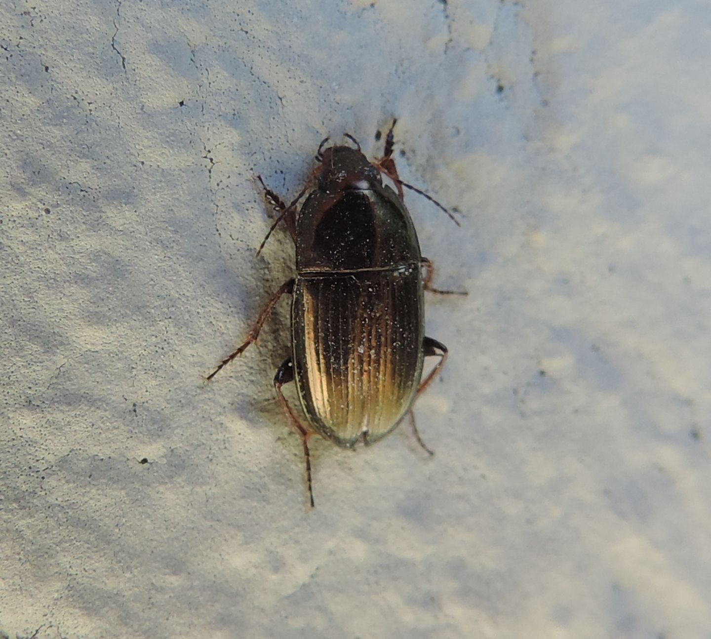 Amara? S, Amara aenea