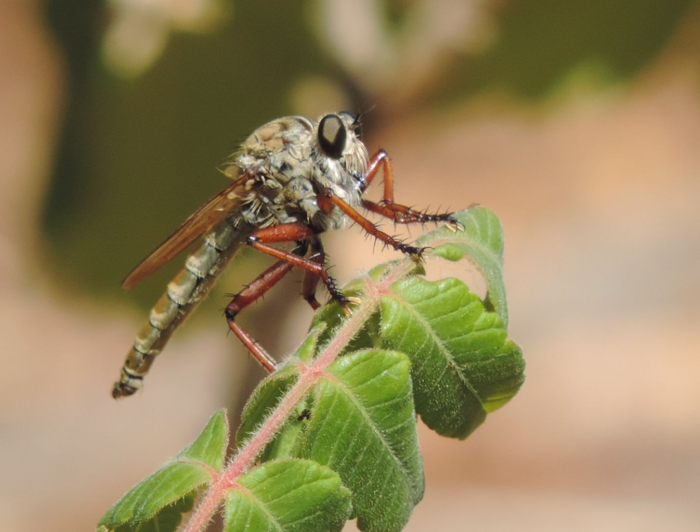 Asilidae:  Engelepogon crf. brunnipes, maschio