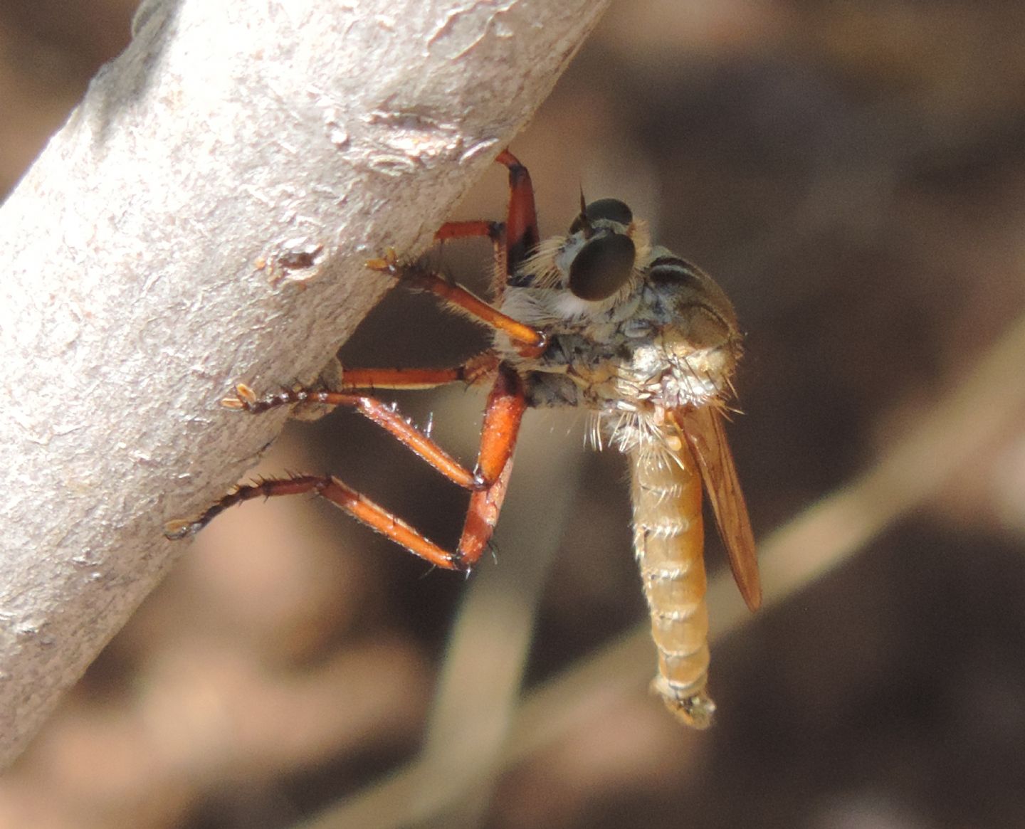 Asilidae: Engelepogon crf. brunnipes, maschio