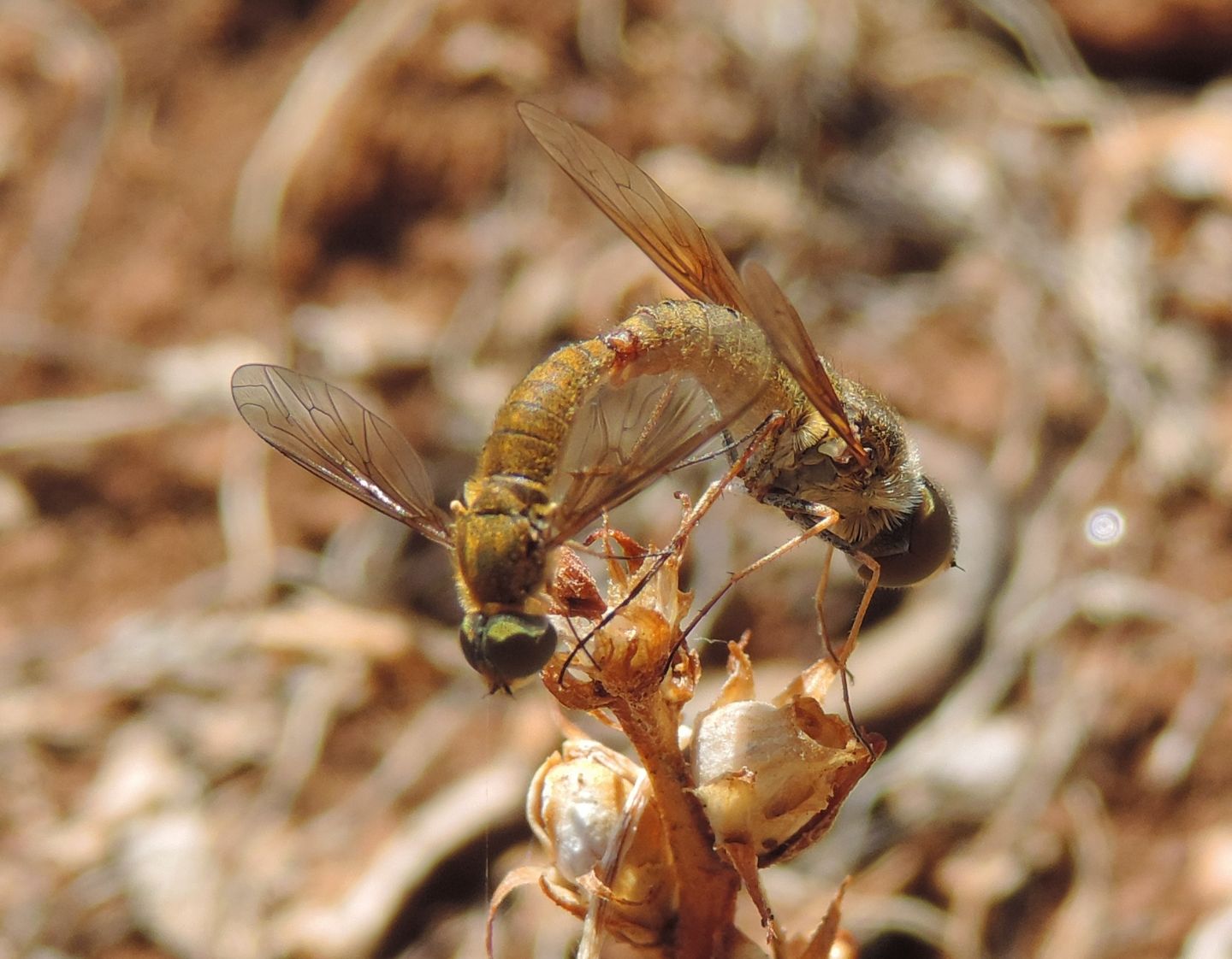 Bombyliidae: Petrorossia sp.?  S !