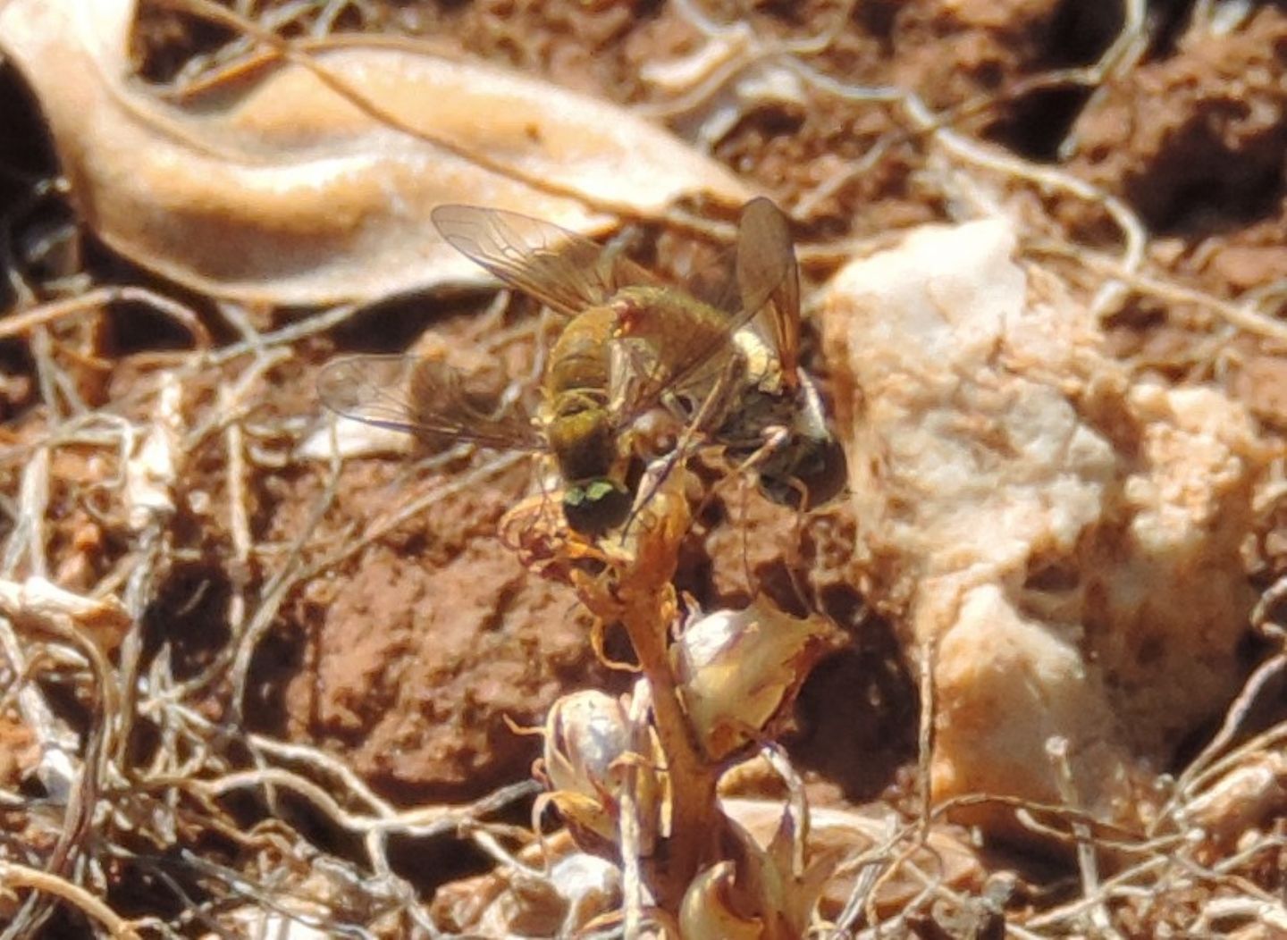 Bombyliidae: Petrorossia sp.?  S !