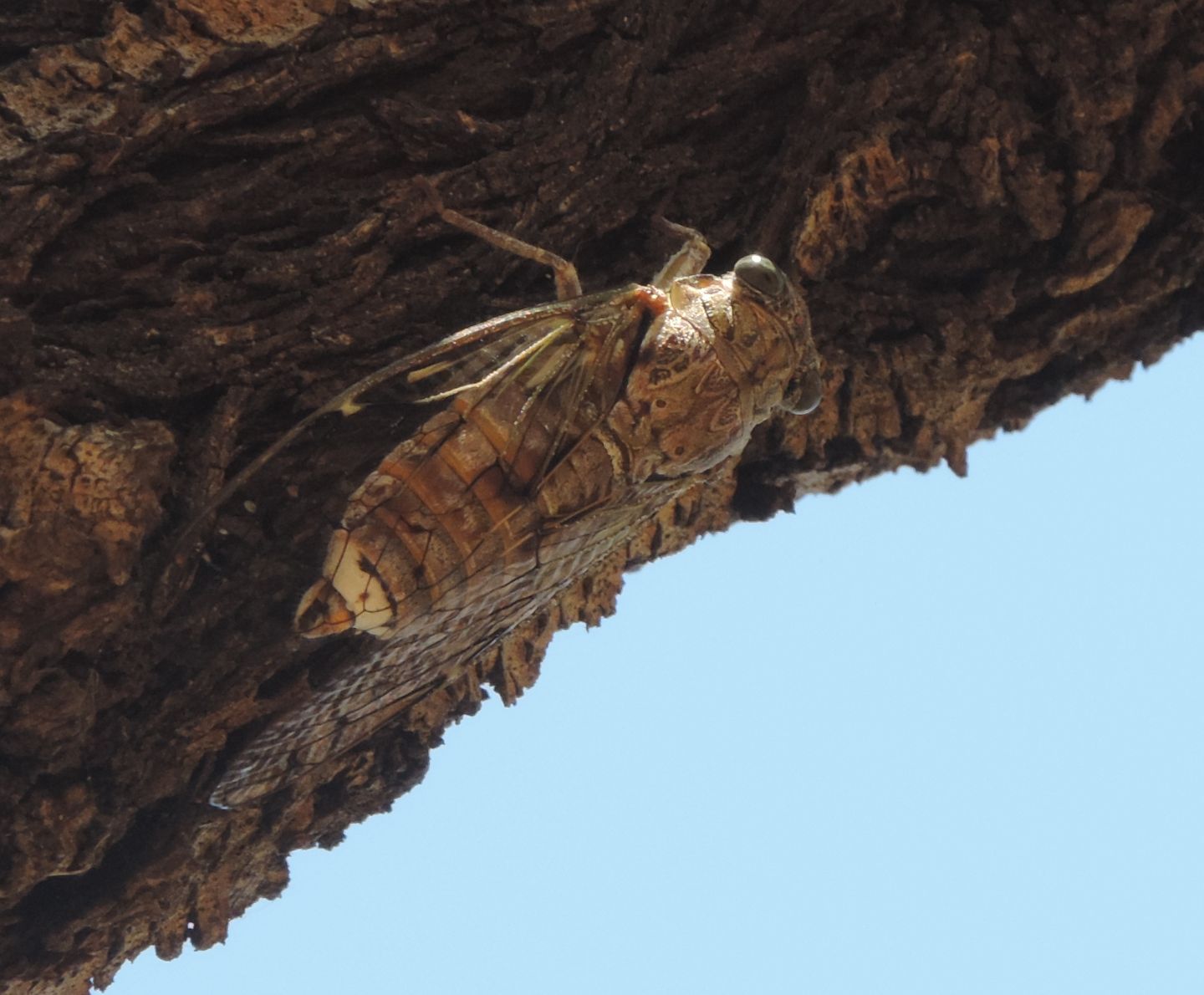 Cicada orni?  S !