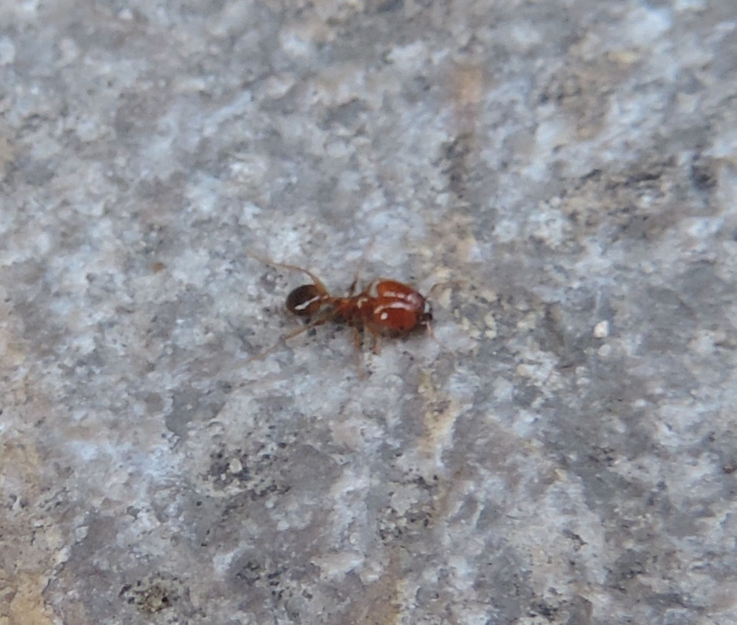 Pheidole pallidula?