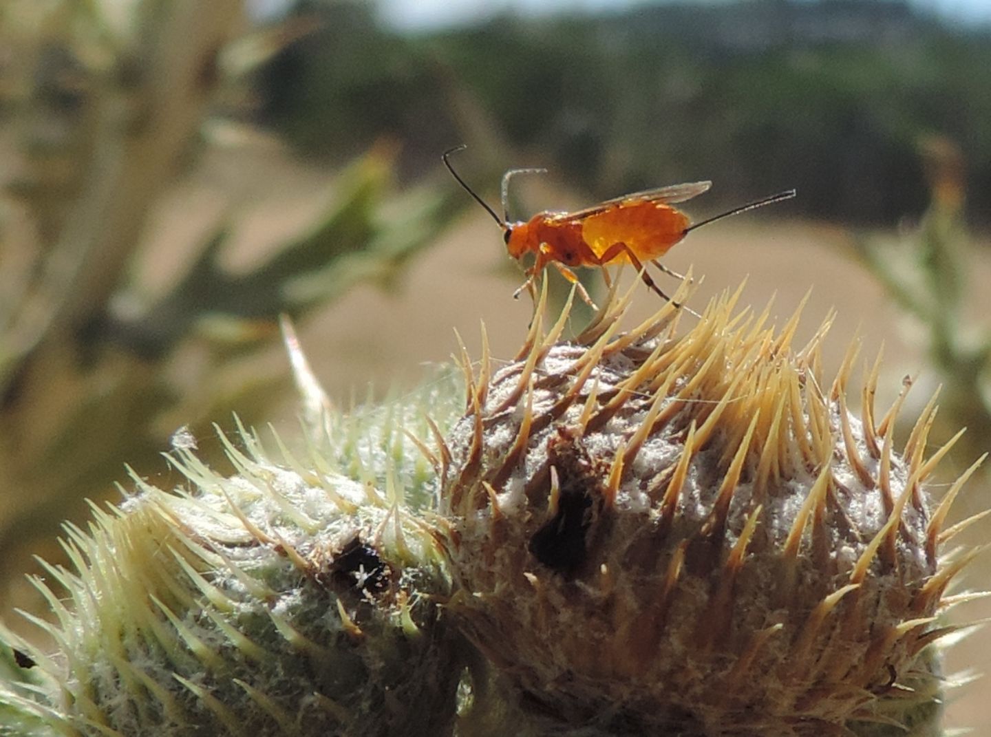 Braconidae? Si