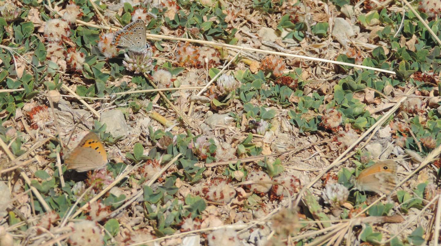 Tris di farfalle