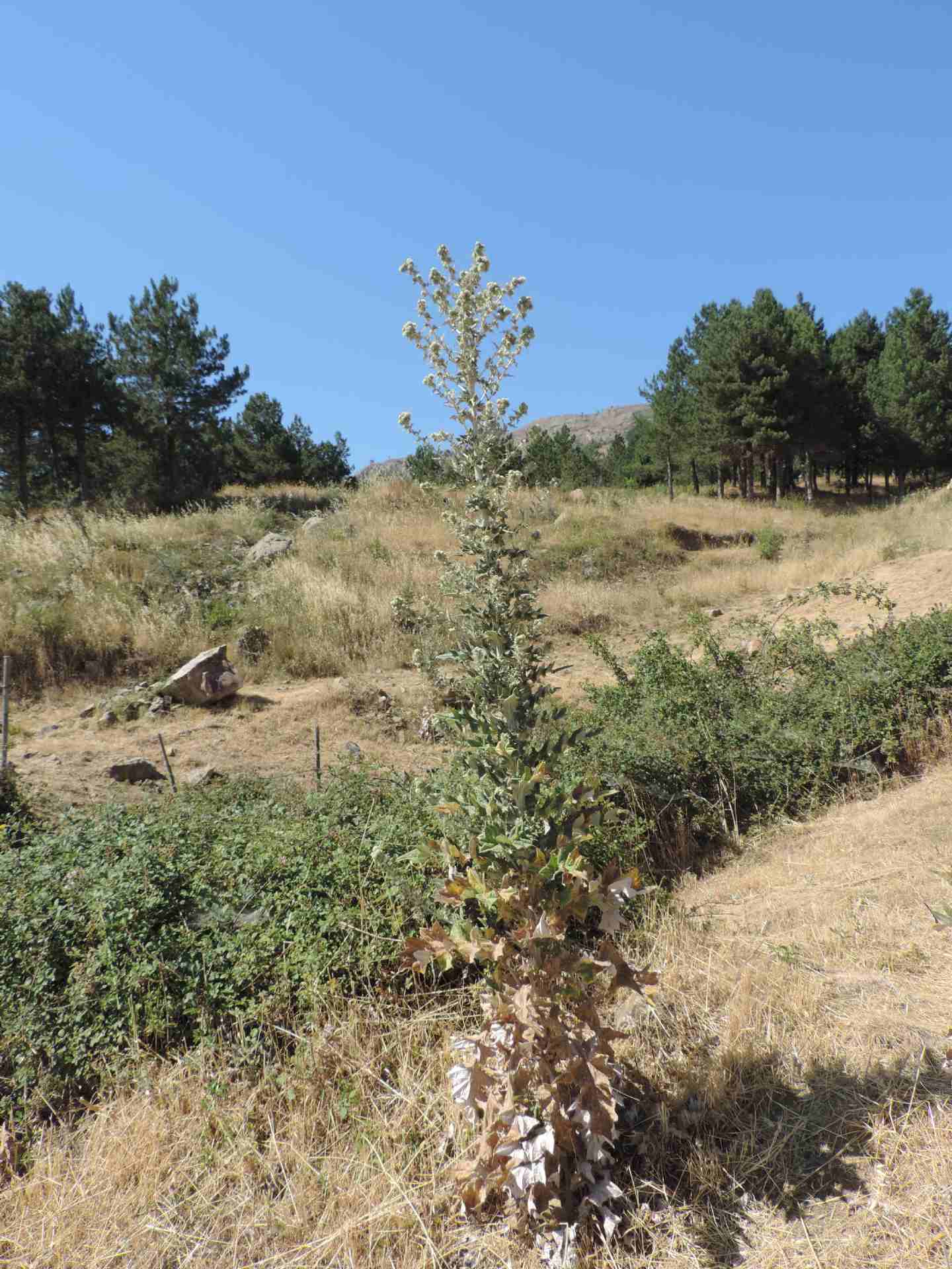 Cirsium scabrum / Cardo scabro