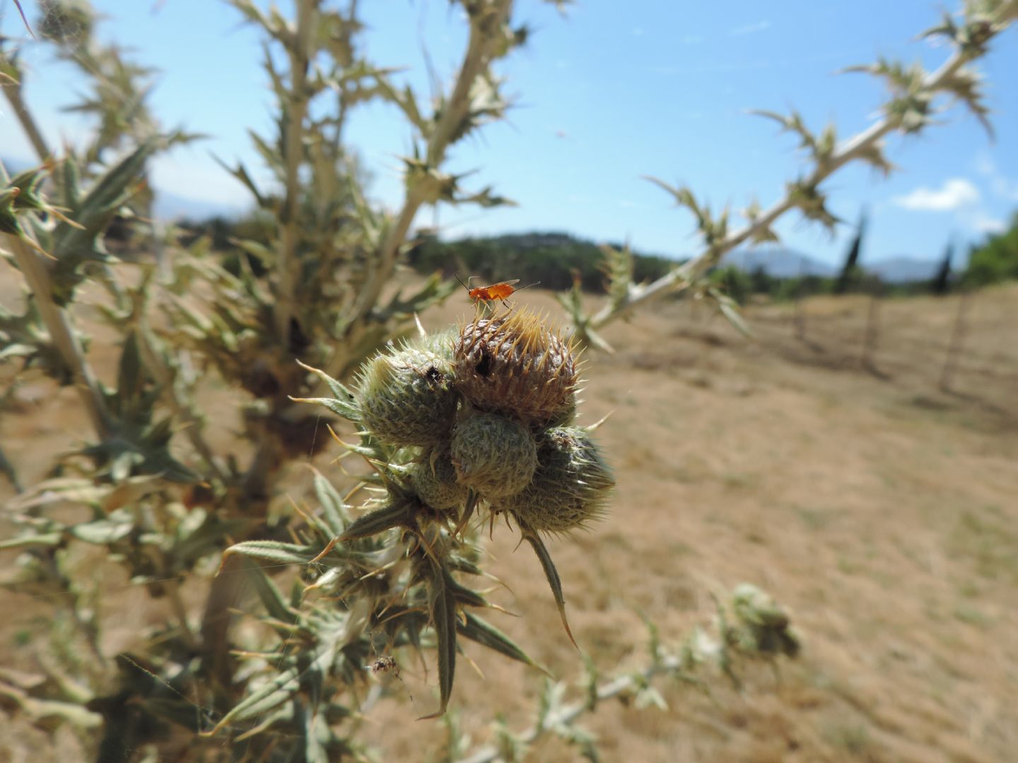 Cirsium scabrum / Cardo scabro