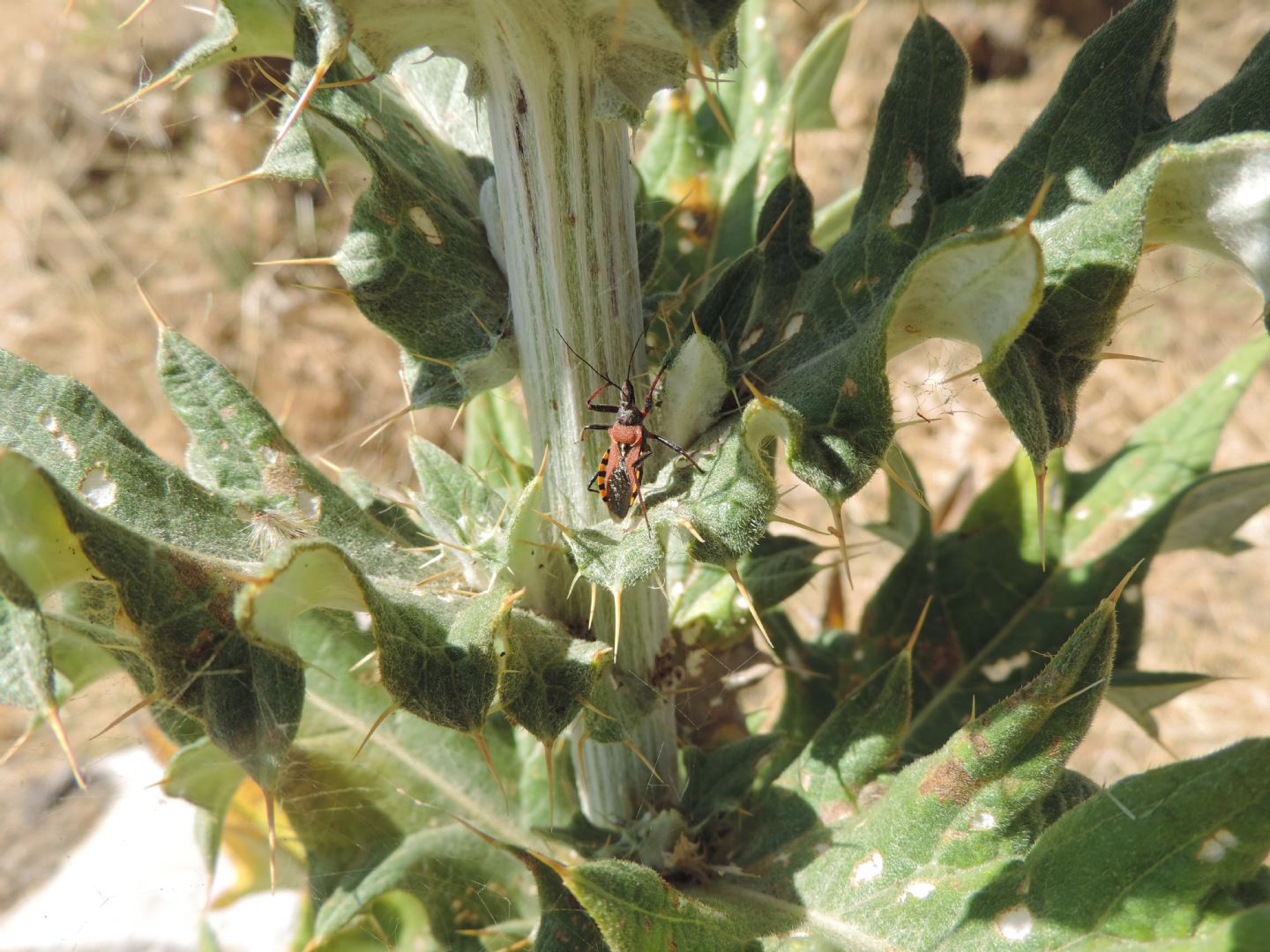 Cirsium scabrum / Cardo scabro