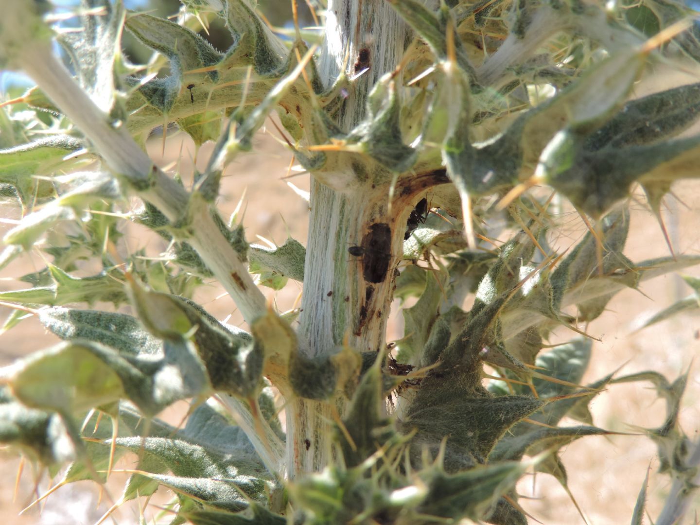 Cirsium scabrum / Cardo scabro