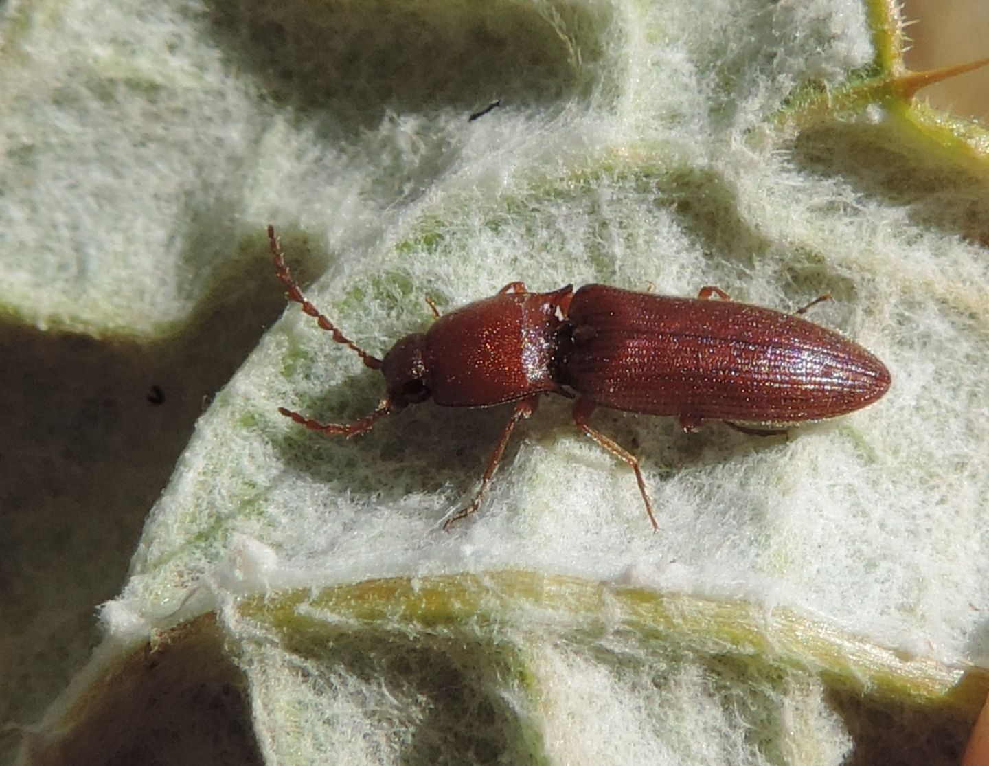 Elateridae rossiccio: Harminius spiniger f. ferrugineus, maschio