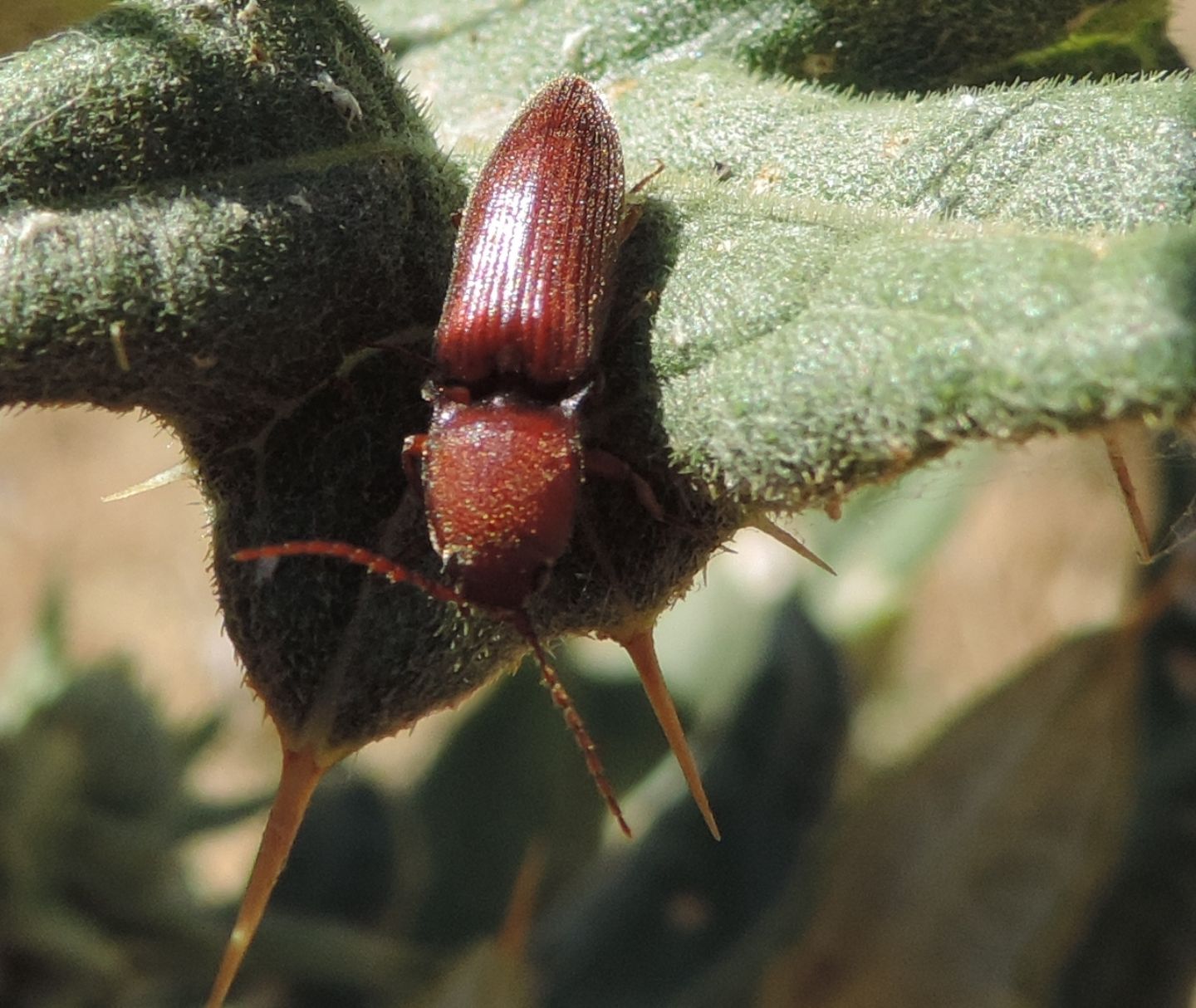 Elateridae rossiccio: Harminius spiniger f. ferrugineus, maschio