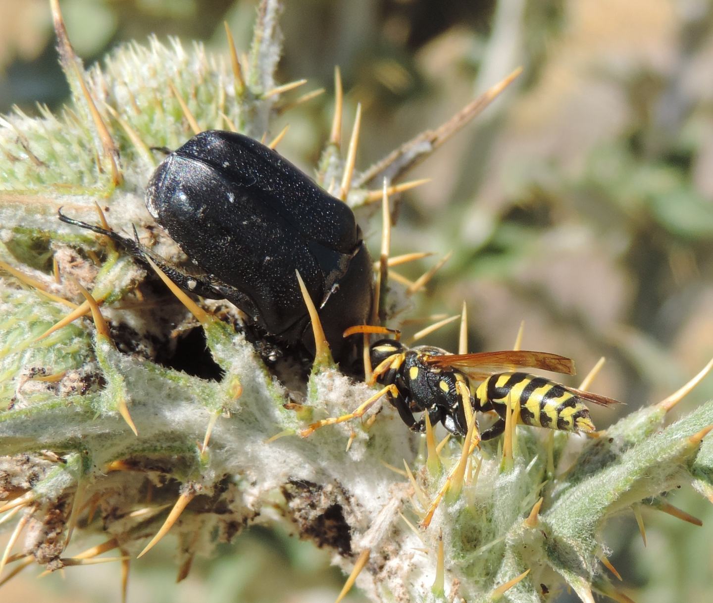 Cetoniidae: Protaetia squamosa?  S !