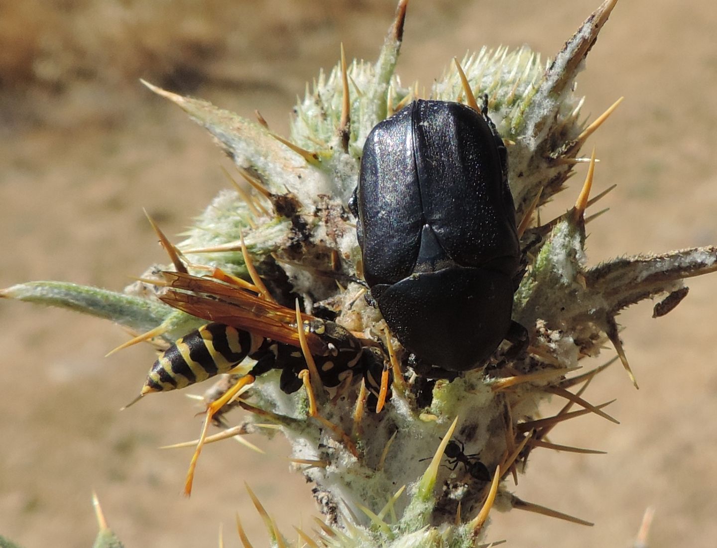 Cetoniidae: Protaetia squamosa?  S !