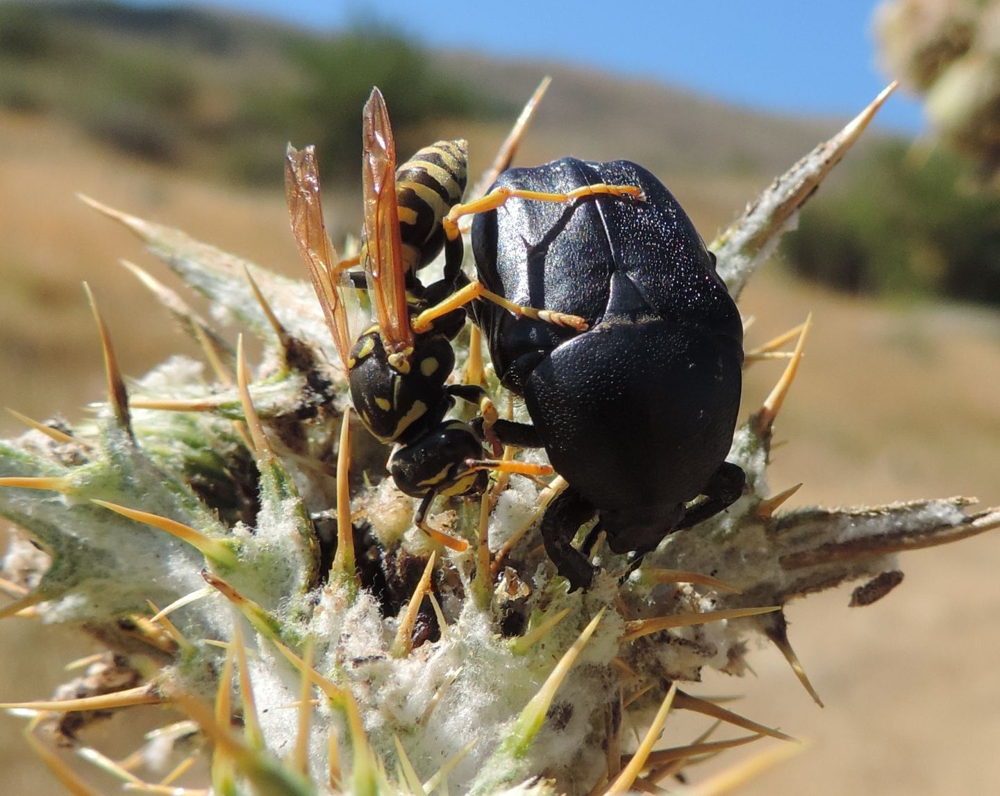 Cetoniidae: Protaetia squamosa?  S !