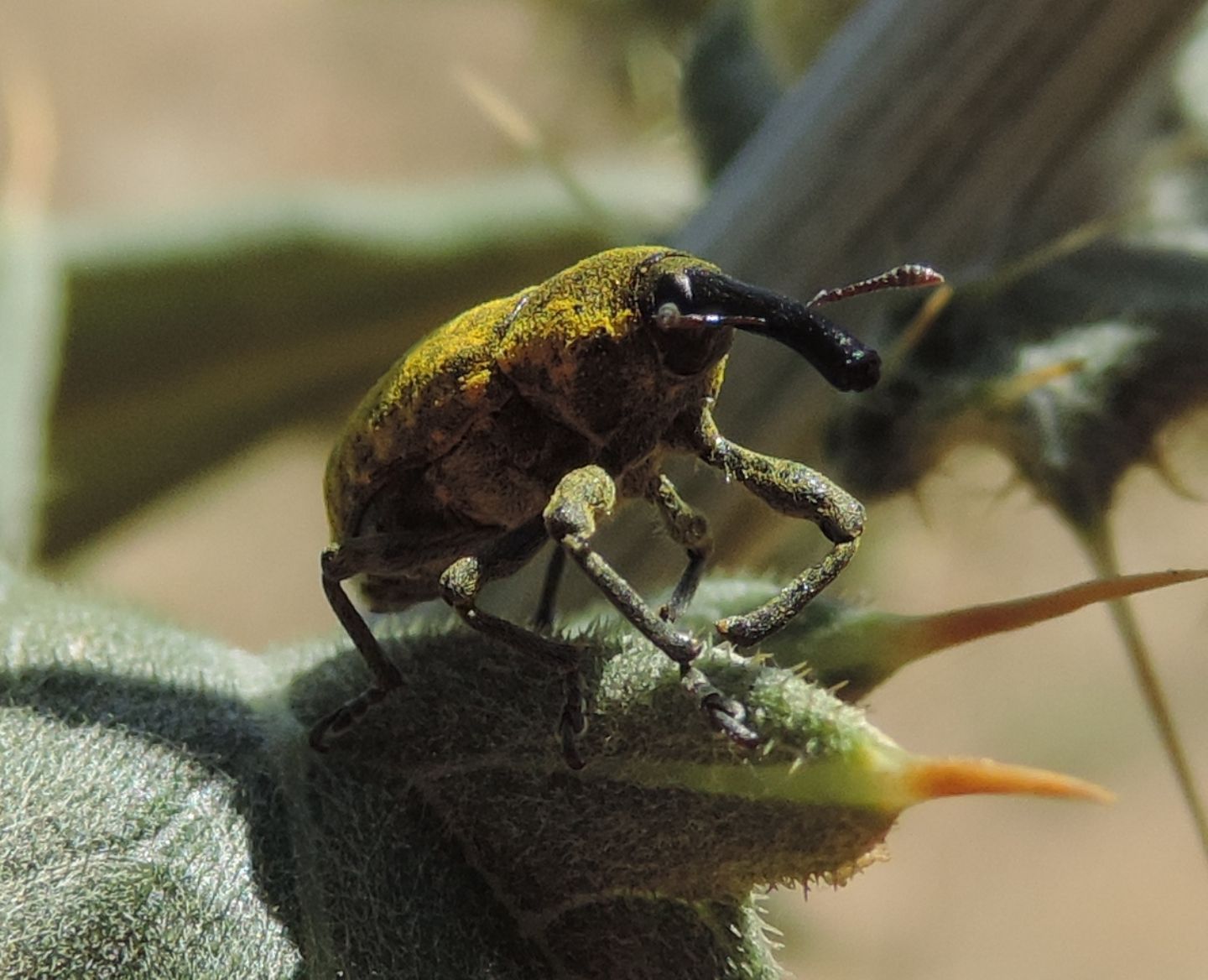 Curculionidae:  Larinus sturnus su Cirsium scabrum