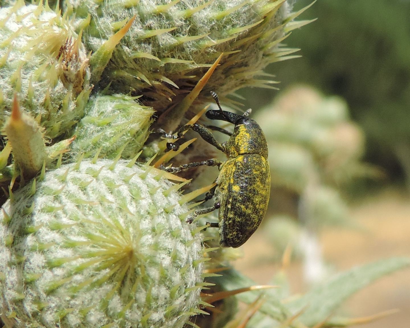 Curculionidae:  Larinus sturnus su Cirsium scabrum