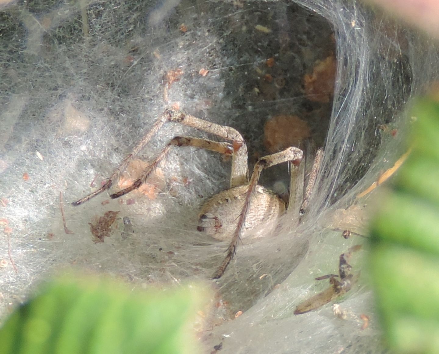 Agelenidae: cfr. Agelena sp. - Petralia Soprana (PA)