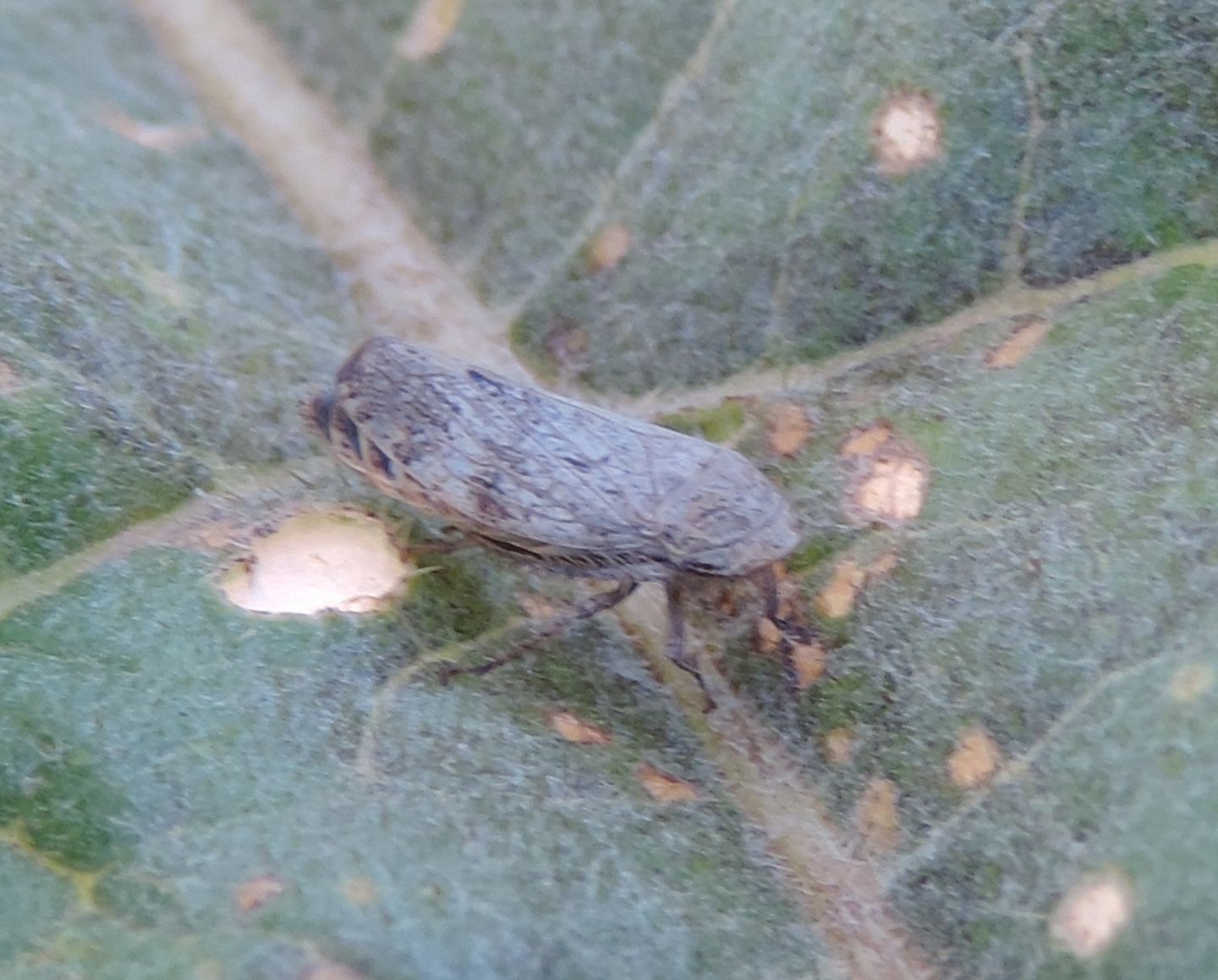 Cicadellidae: Selenocephalus?  S !