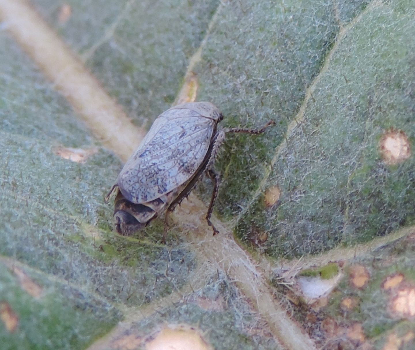 Cicadellidae: Selenocephalus?  S !