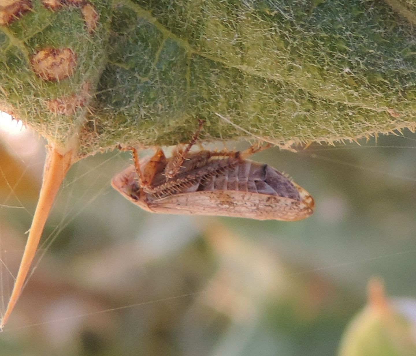 Cicadellidae: Selenocephalus?  S !