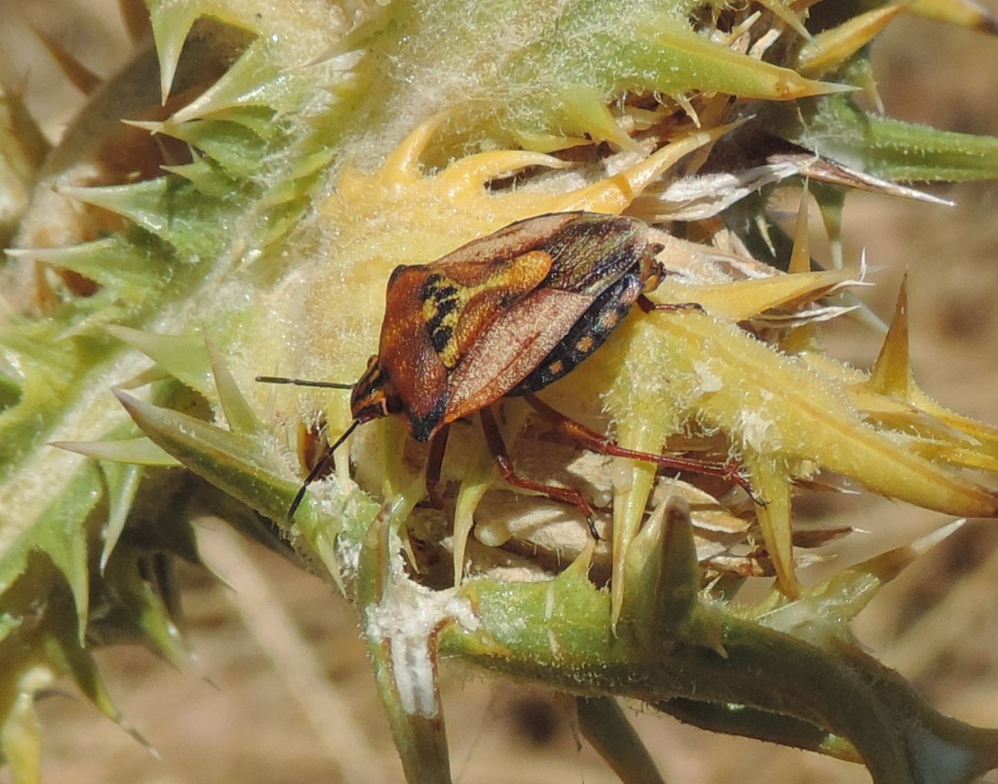 Pentatomidae: Carpocoris mediterraneus mediterraneus delle Madone