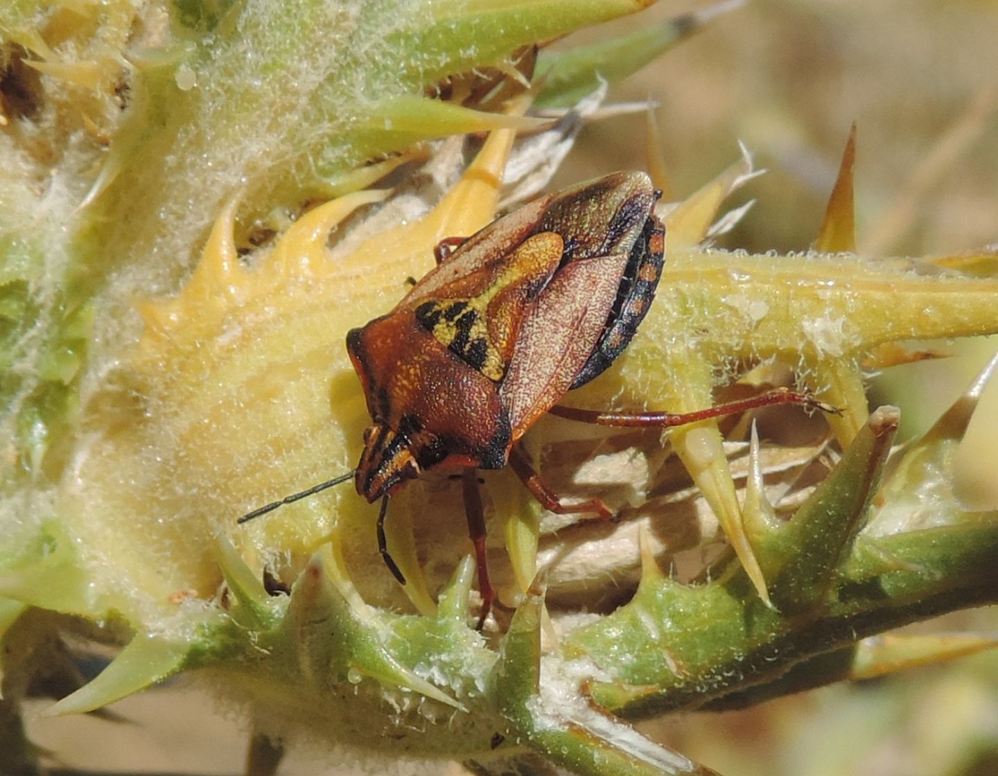 Pentatomidae: Carpocoris mediterraneus mediterraneus delle Madone