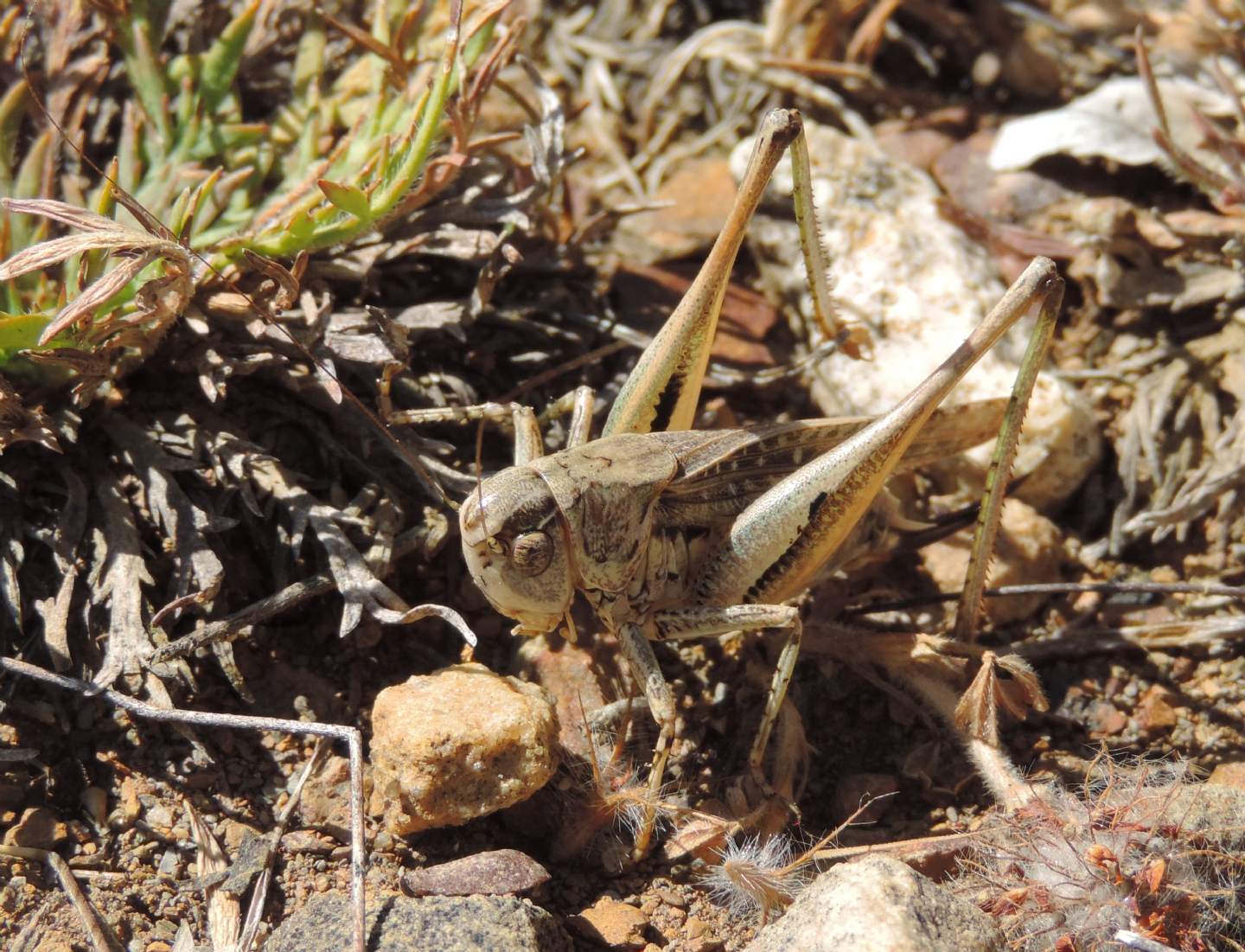 Decticus albifrons? No, Platycleis sp.