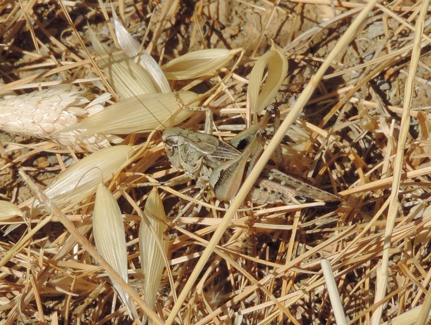 Decticus albifrons? No, Platycleis sp.