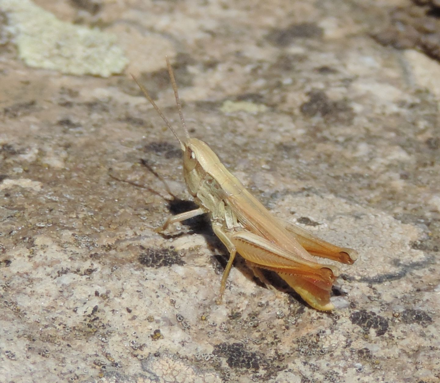 Euchorthippus albolineatus siculus?  Sì !