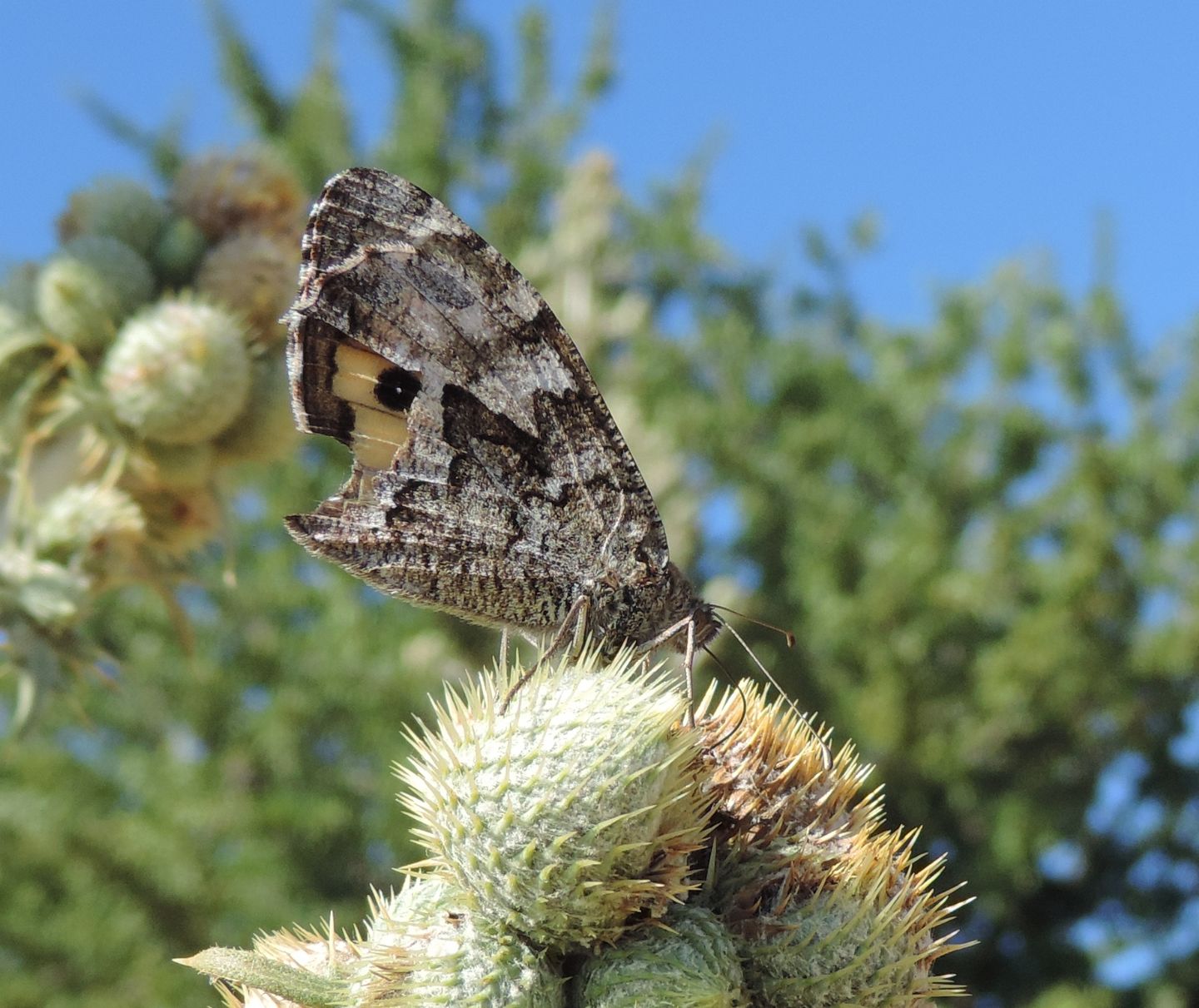 Da identificare - Hipparchia (Parahipparchia) cfr. semele