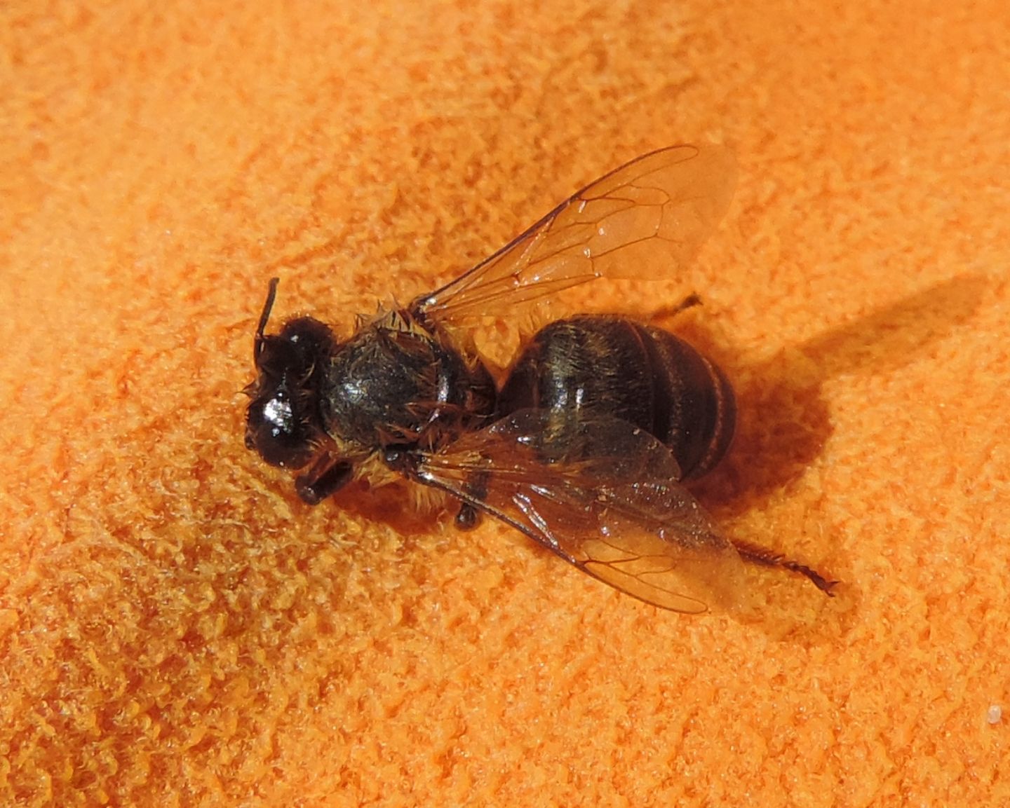 Api? (resistenti alla salsedine)  S, Apis mellifera