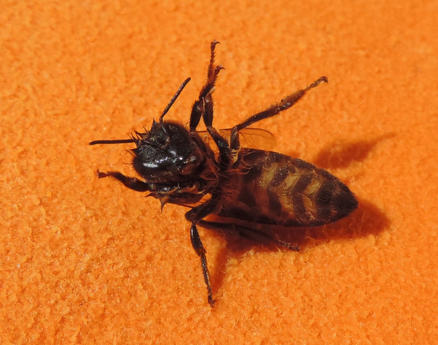 Api? (resistenti alla salsedine)  S, Apis mellifera