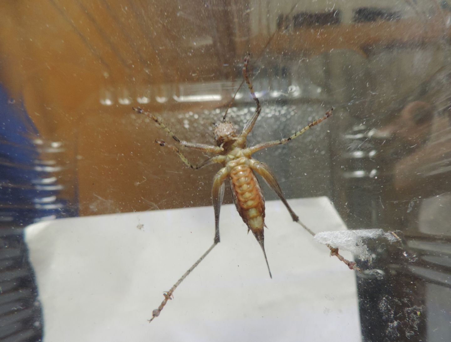 Tettigoniidae:  Antaxius pedestris?  S, giovane femmina