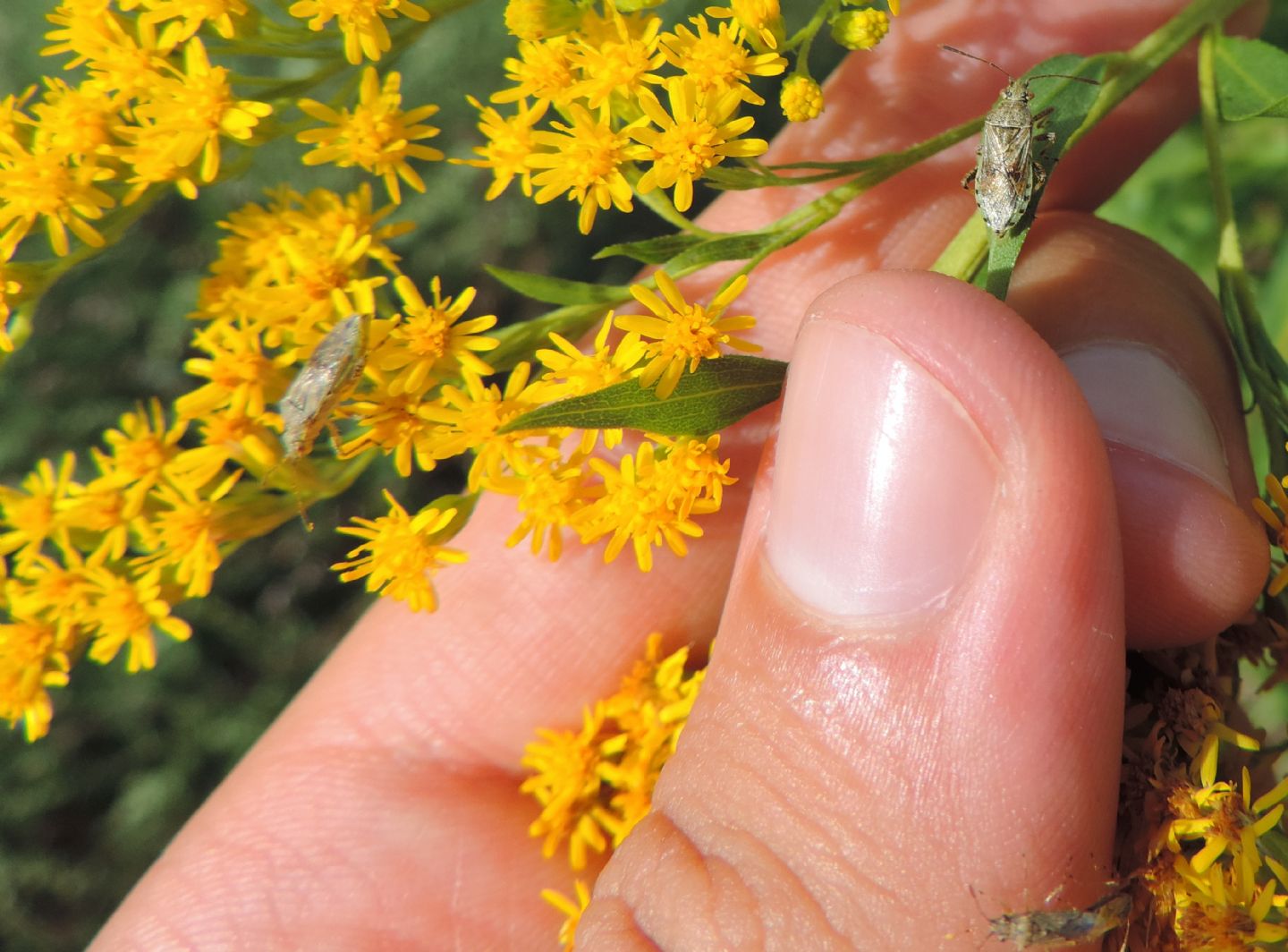 Piccoli eterotteri: Stictopleurus cfr. punctatonervosus (Rhopalidae)