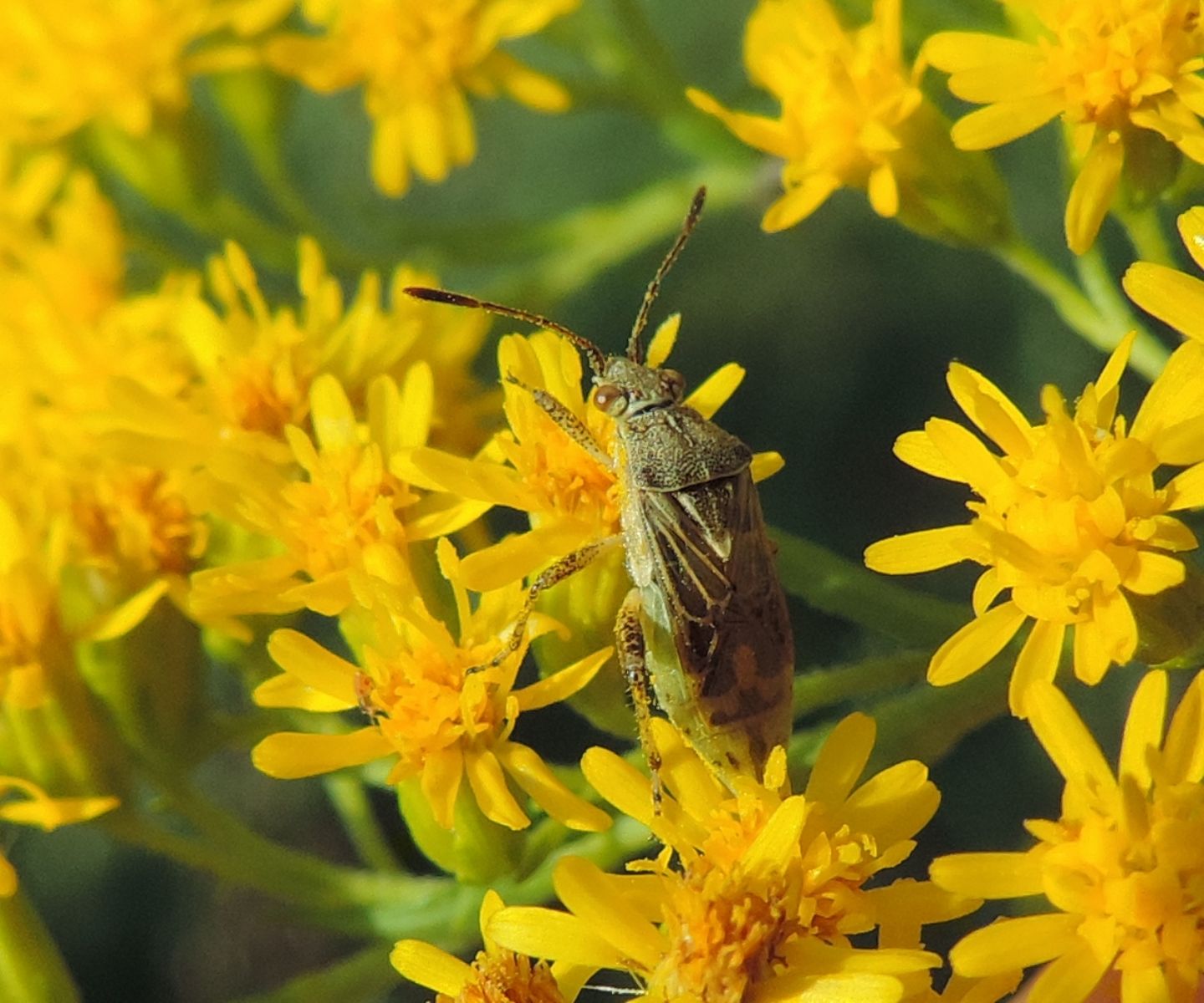 Piccoli eterotteri: Stictopleurus cfr. punctatonervosus (Rhopalidae)