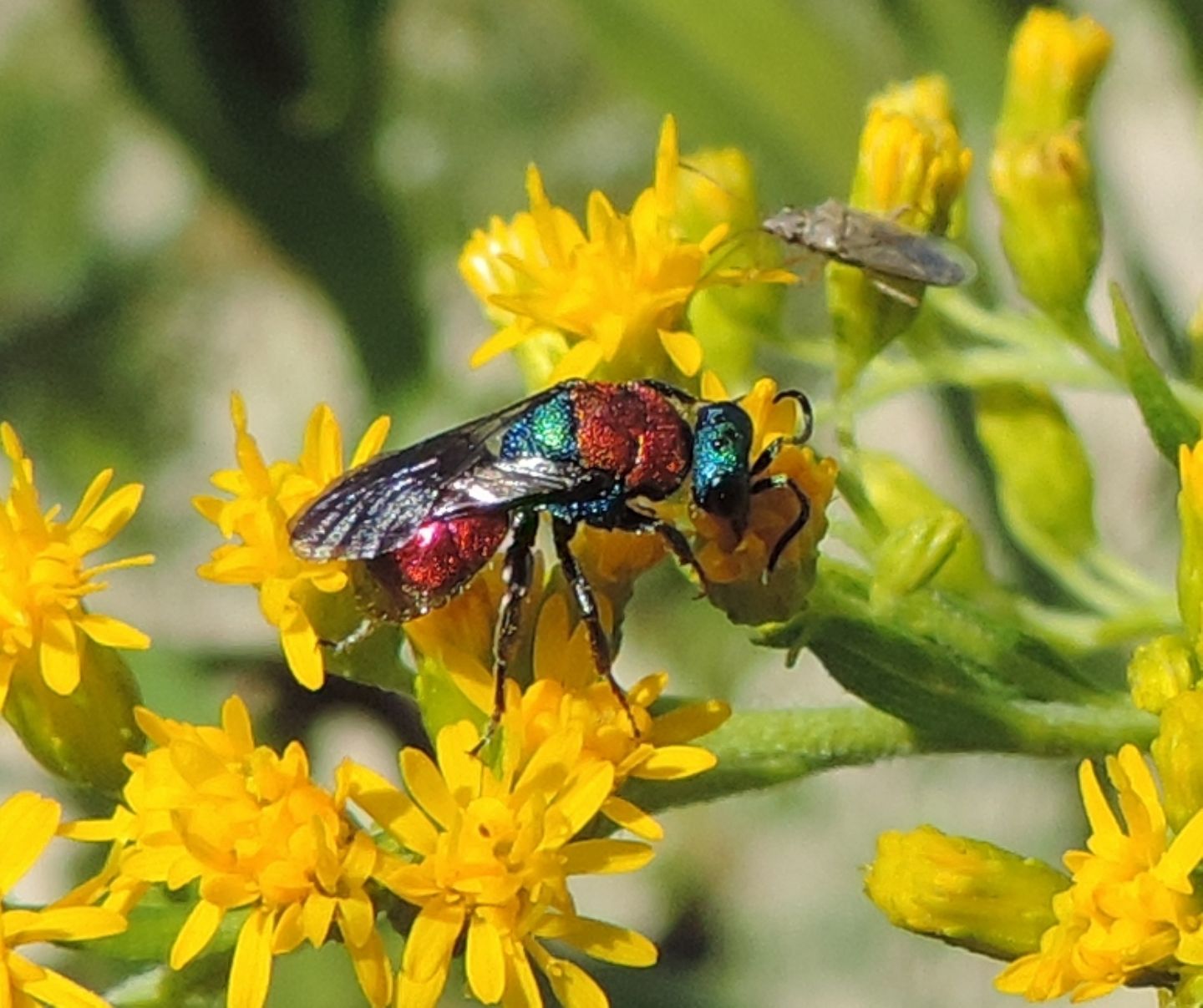 Piccoli eterotteri: Stictopleurus cfr. punctatonervosus (Rhopalidae)