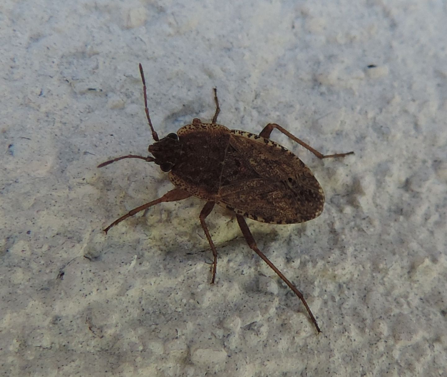 Lygaeidae: Emblethis verbasci? ... Emblethis sp.