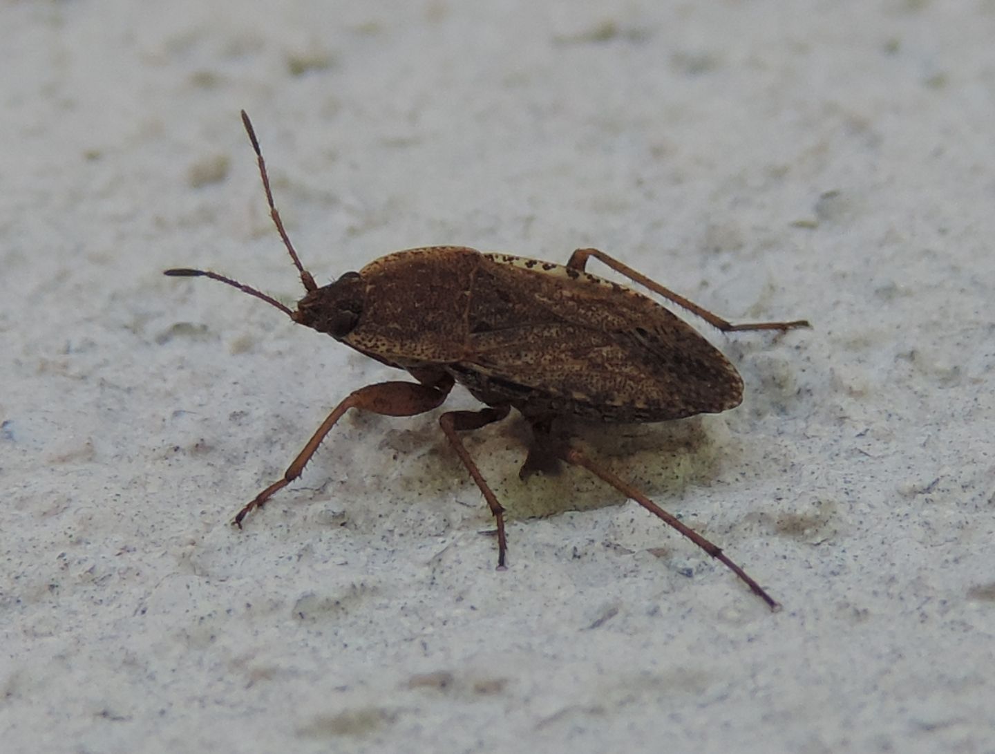 Lygaeidae: Emblethis verbasci? ... Emblethis sp.