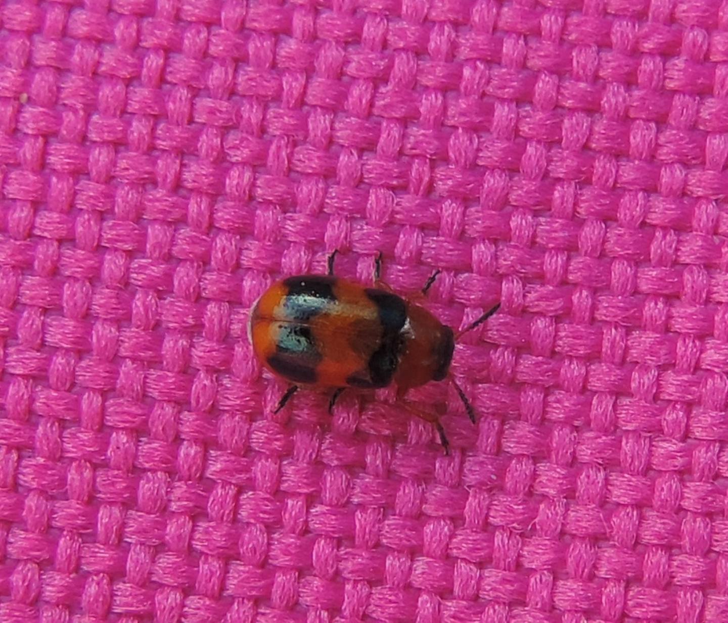 Chrysomelidae: Coptocephala unifasciata? S.