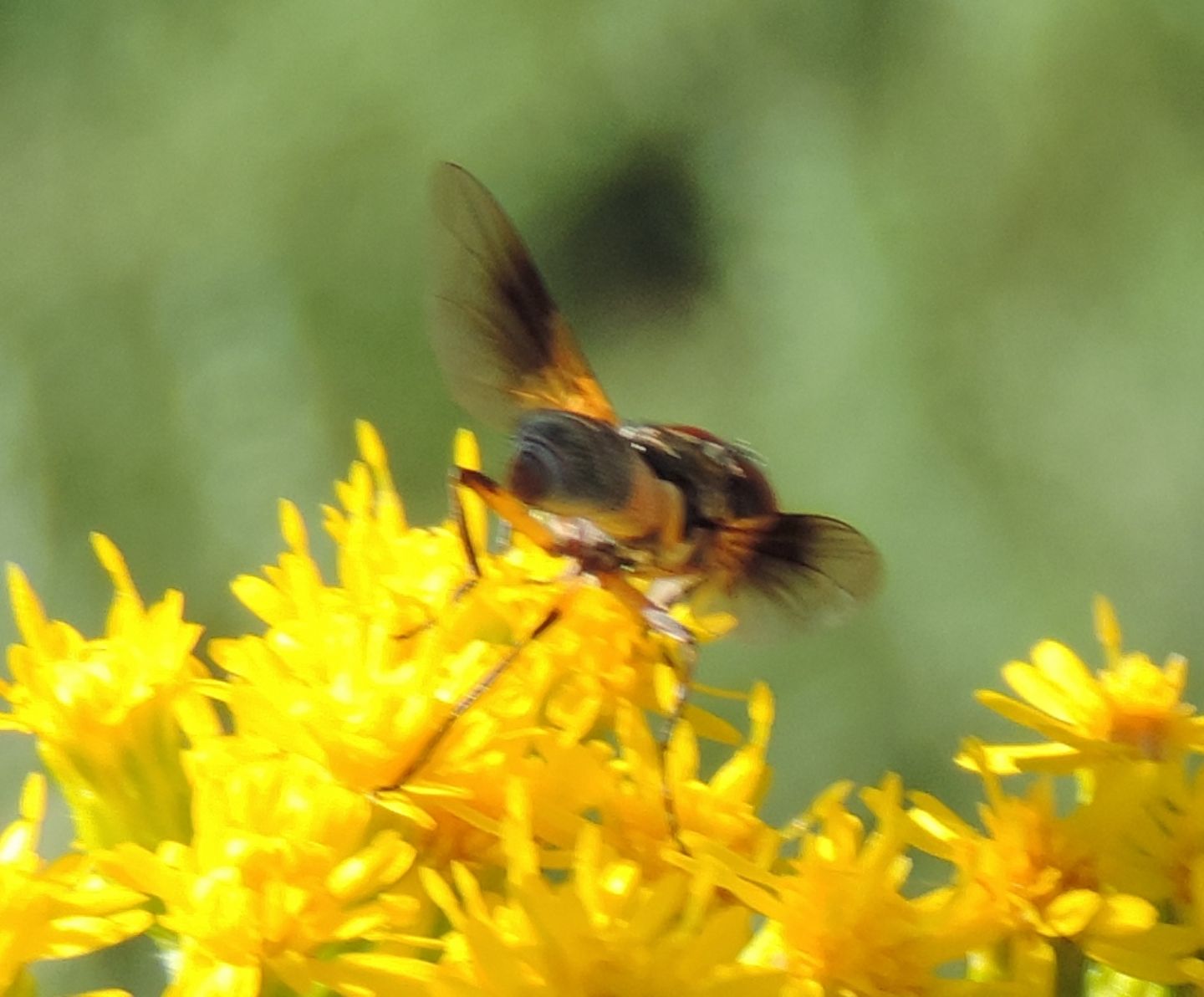 Ectophasia crassipennis?