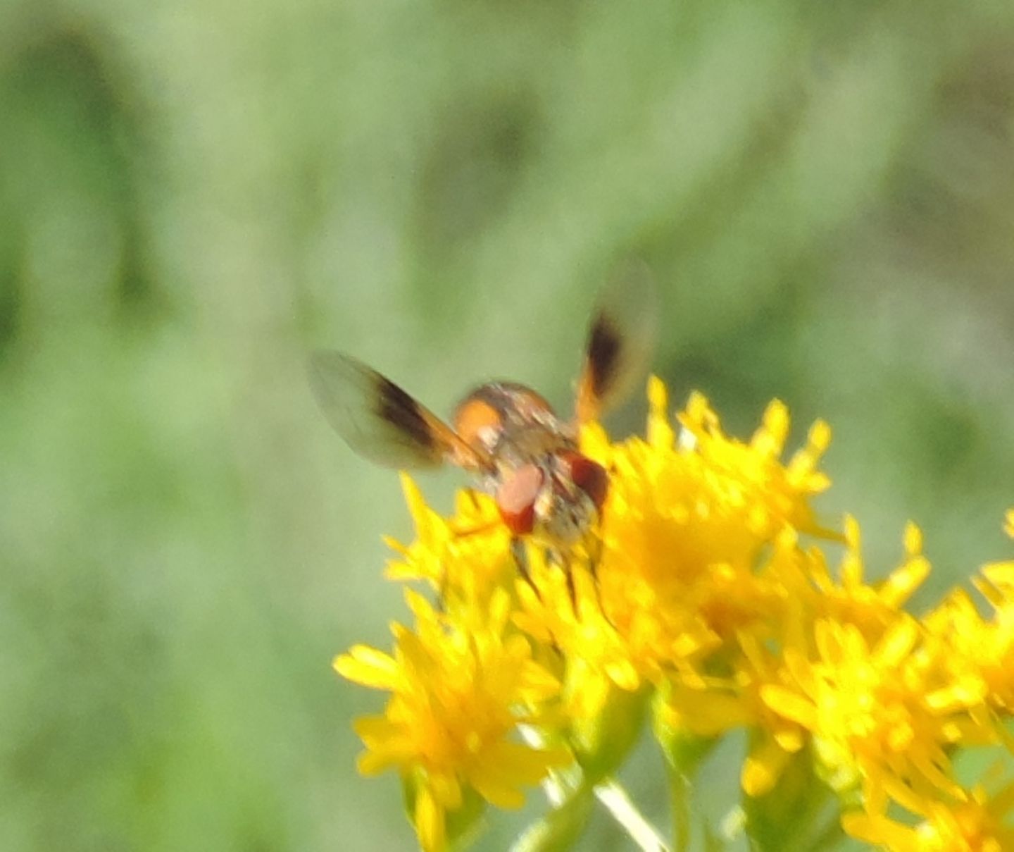 Ectophasia crassipennis?