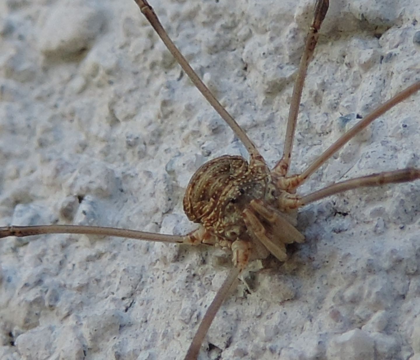 Phalangiidae: Phalangium opilio, femmina