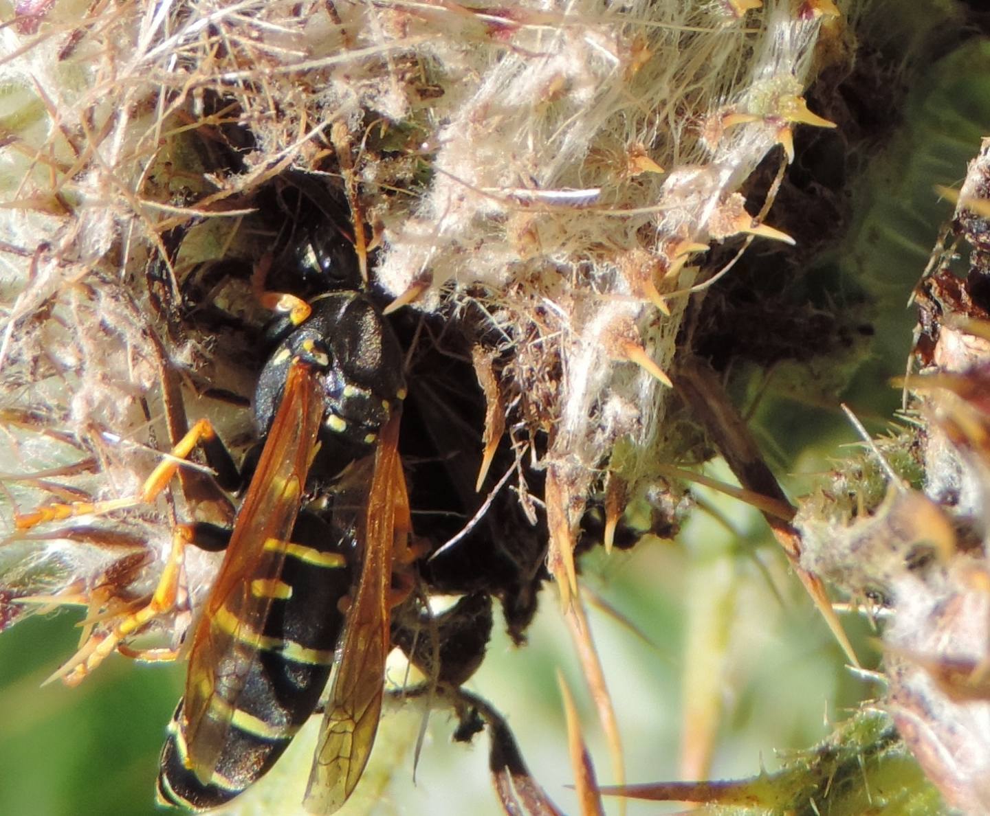 Polistes biglumis? S !