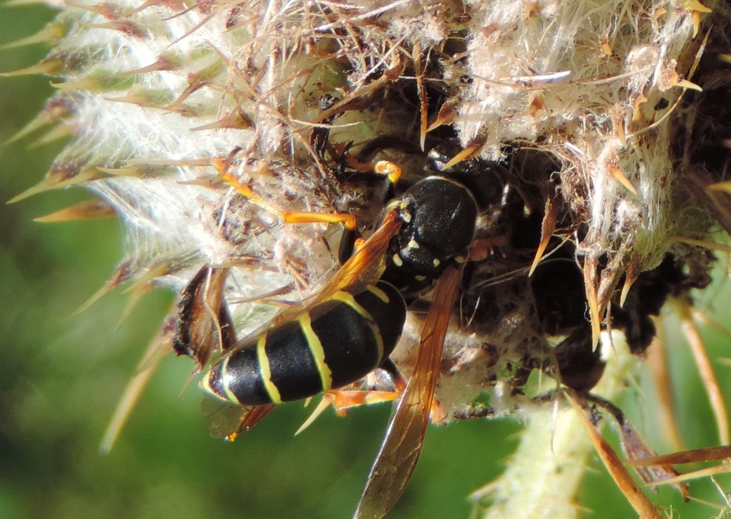 Polistes biglumis? S !