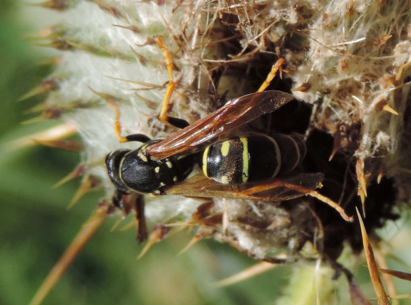 Polistes biglumis? S !