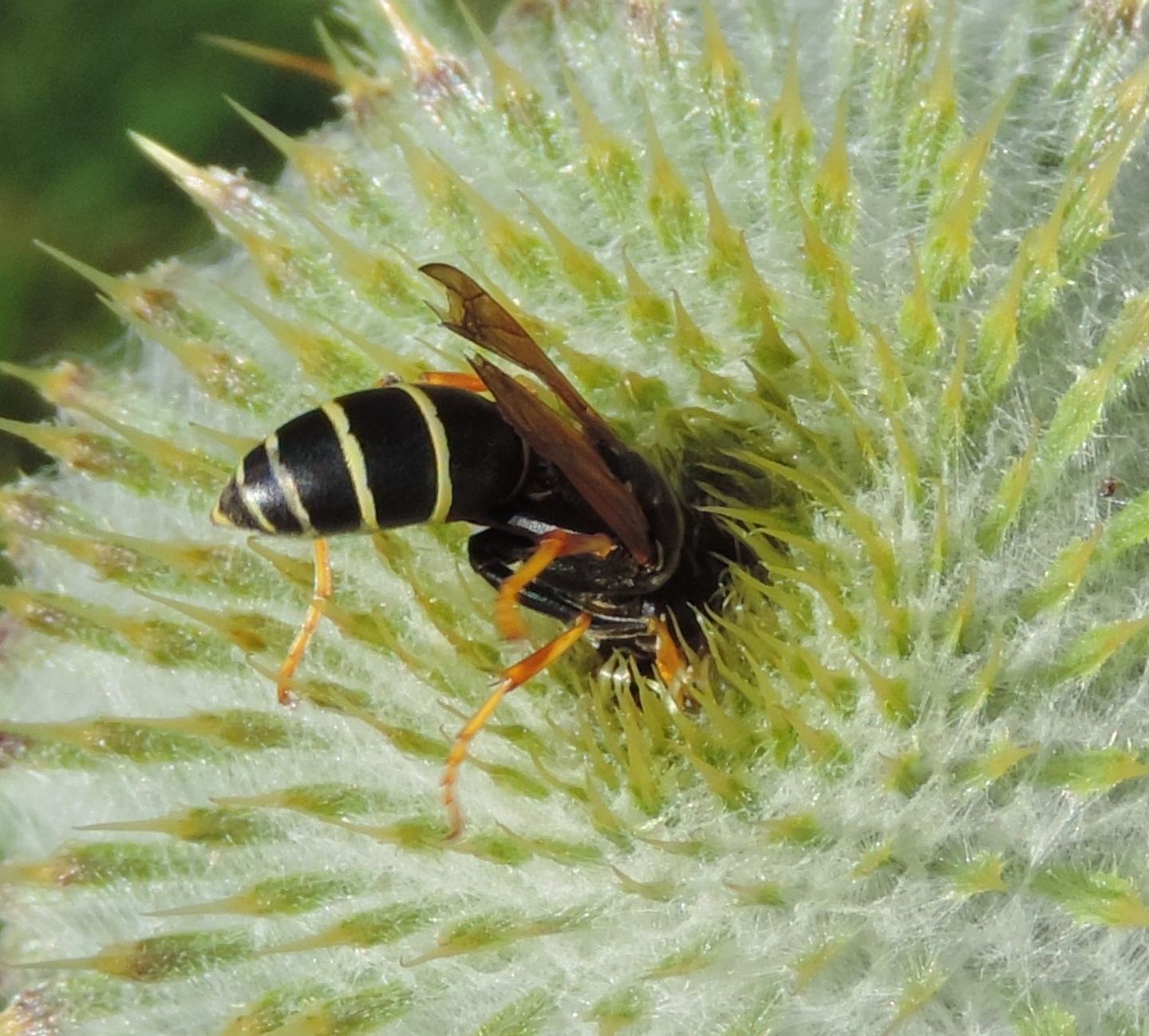 Imenottero montano:  Polistes biglumis